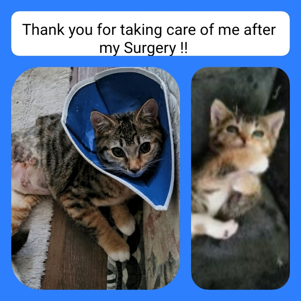 Rescue Updates... - Picture 5 of 13